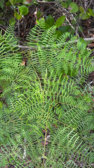 Pteridium caudatum, photograph author not stated, no rights reserved