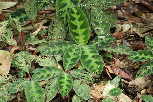 Calathea Warscewiczii (Goeppertia warszewiczii)
