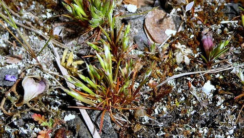 early hair grass (Aira praecox)
