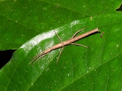 Pseudosermyle phalangiphora