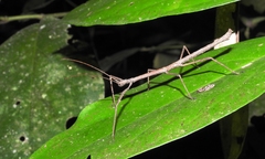 Pseudosermyle phalangiphora