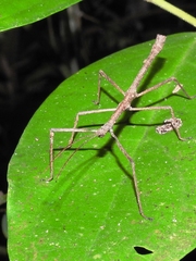 Pseudosermyle phalangiphora