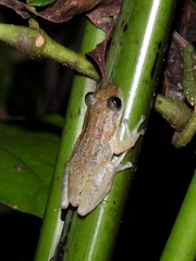 Scinax staufferi