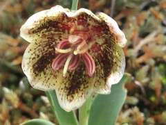 Fritillaria purdyi