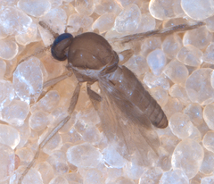 Forcipomyia macswaini