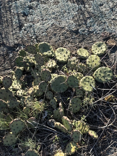 Southeastern Pricklypear (Opuntia mesacantha)