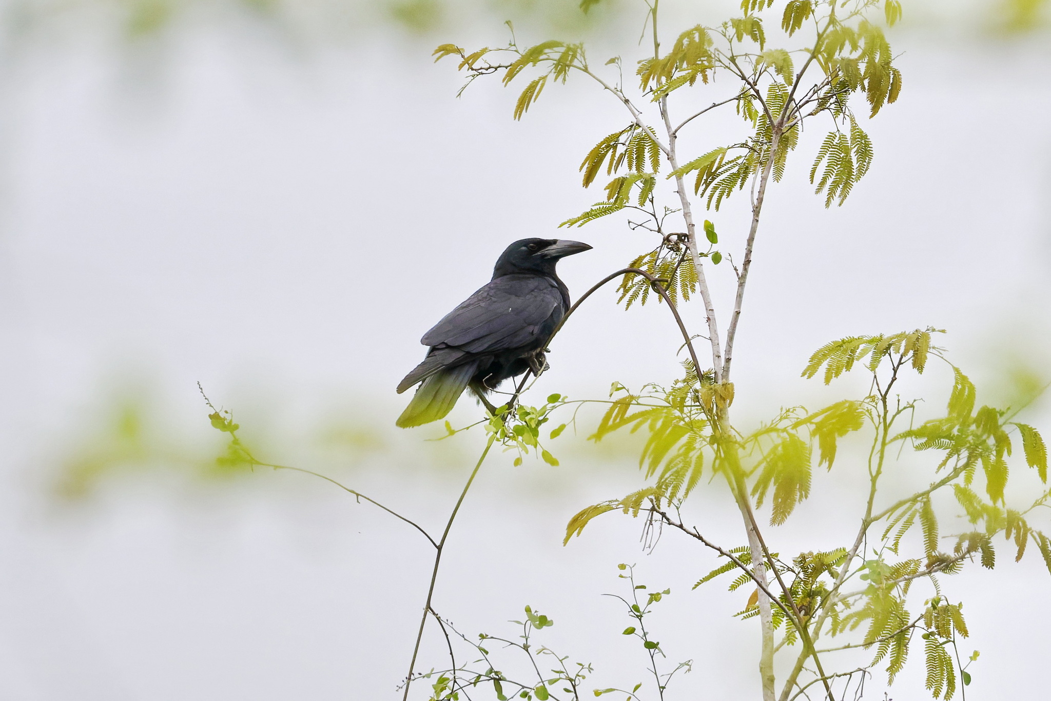 Cuban Crow (Corvus nasicus), photo 5
