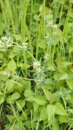 Waxy Bedstraw (Galium glaucum)