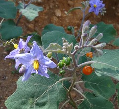 Solanum violaceum