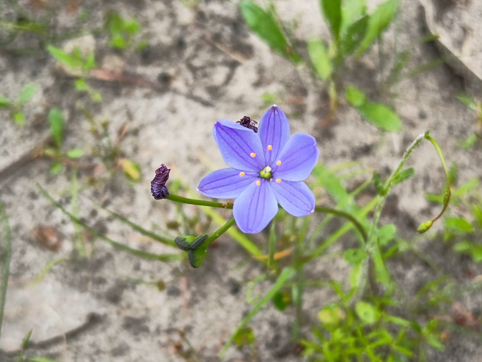 Chamaescilla Corymbosa (Chamaescilla corymbosa)