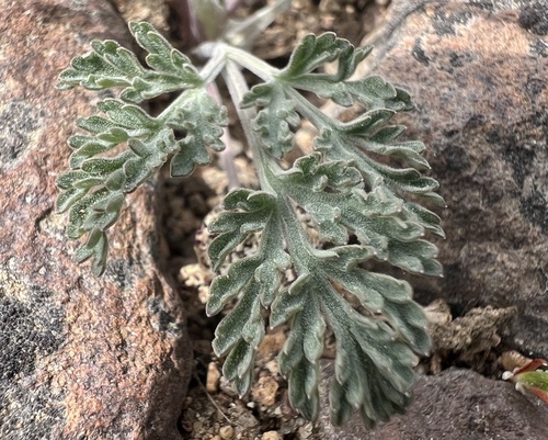 Nevada biscuitroot (Lomatium nevadense)