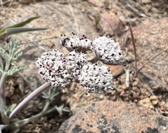 Lomatium nevadense, photograph (c) Steve Matson, some rights reserved (CC BY)