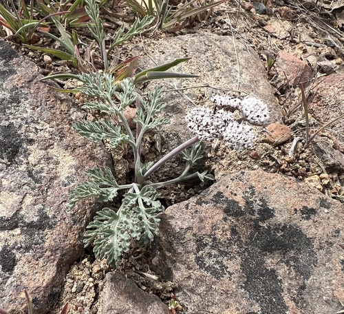 Lomatium nevadense, photograph 3