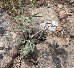 Lomatium nevadense, photograph (c) Steve Matson, some rights reserved (CC BY)