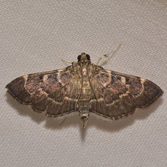 Cryptobotys zoilusalis
