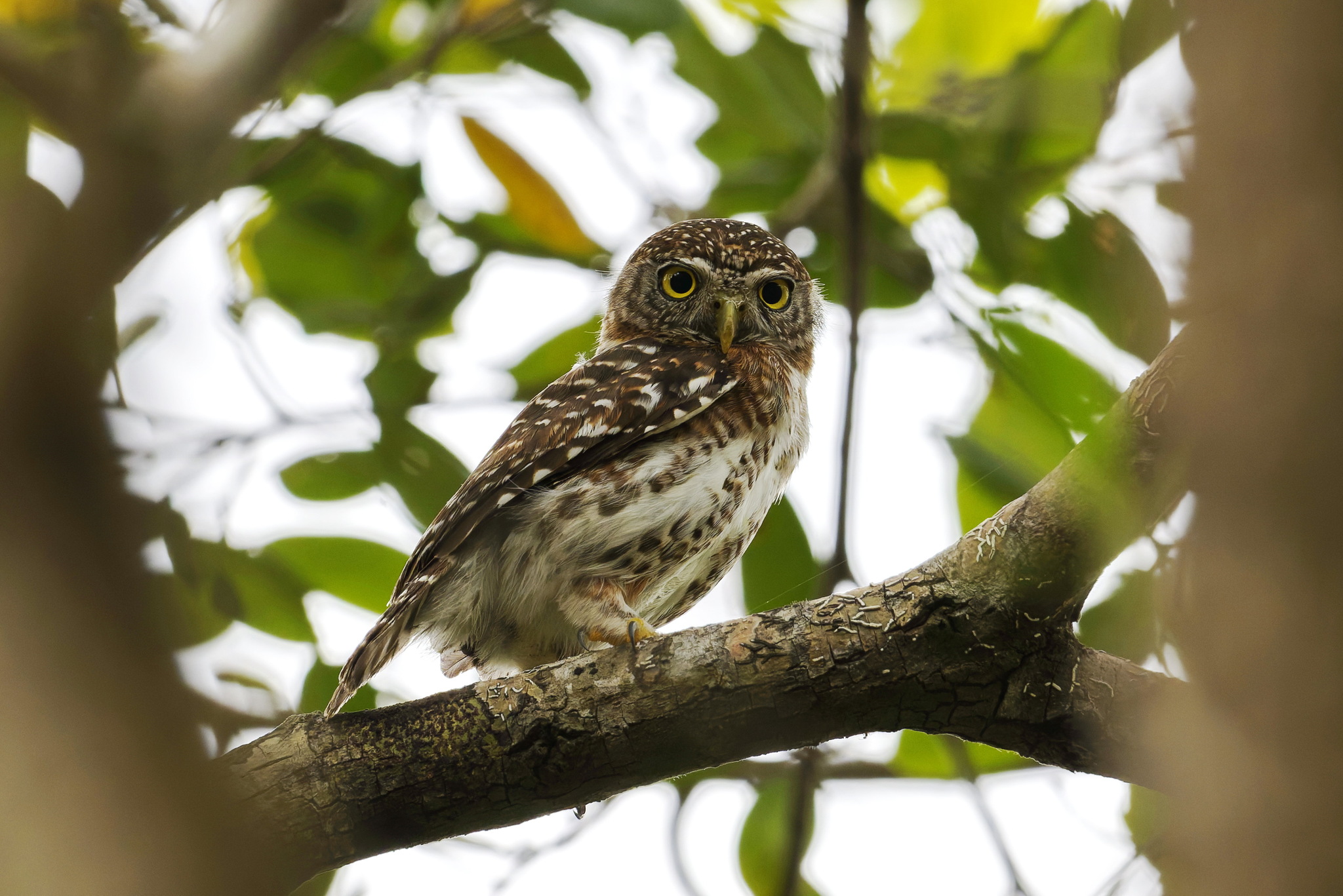 Cuban Pygmy Owl (Glaucidium siju), photo 10