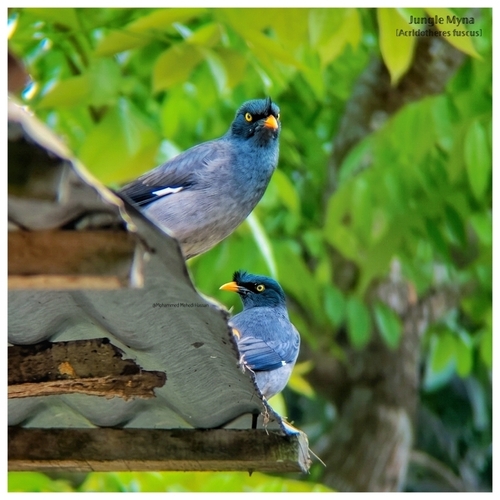 Jungle Myna