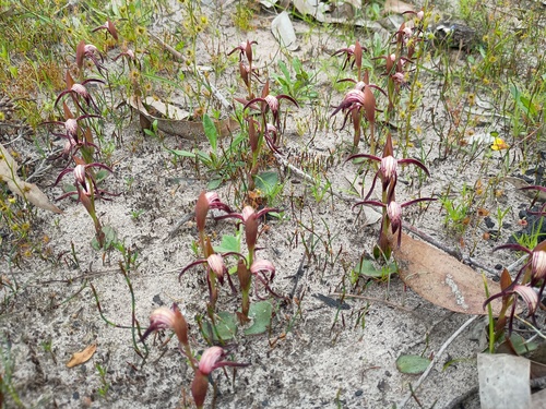 Red Beaks (Pyrorchis nigricans)