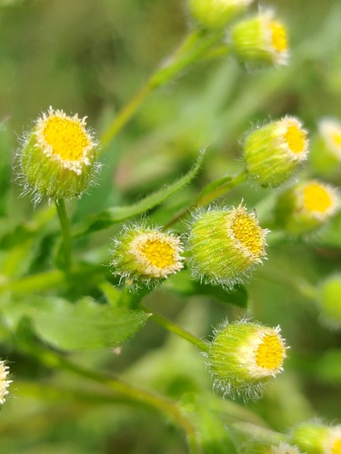 Erigeron laevigatus, 2026-04-02
