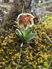 Fritillaria purdyi