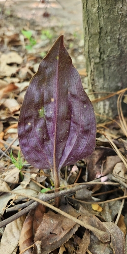 crane-fly orchid (Tipularia discolor)