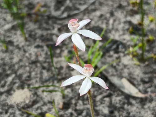 Musky Caps (Caladenia moschata)