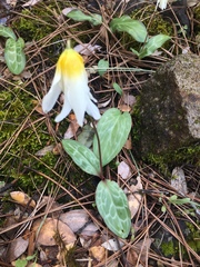 Erythronium helenae