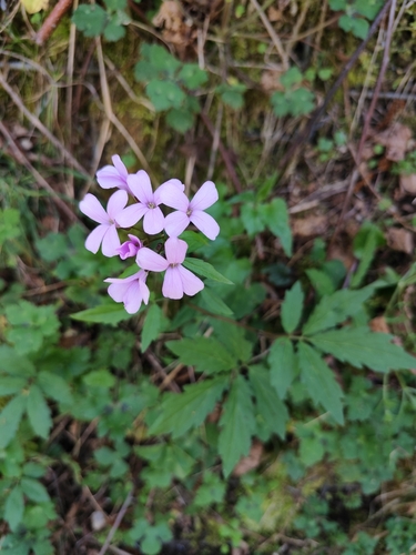 Coralroot Bittercress (Cardamine bulbifera)