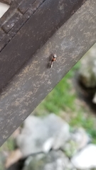 Pseudomyrmex gracilis