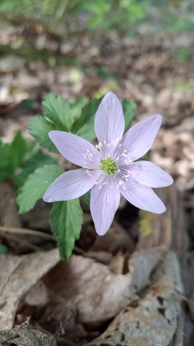 Anemonoides trifolia (Anemonoides trifolia)