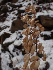 Actaea podocarpa, photograph (c) Evan M. Raskin, some rights reserved (CC BY)