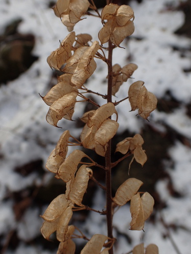 Actaea podocarpa, photograph 2