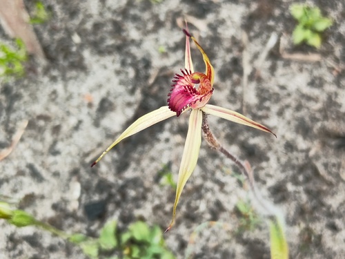 Dainty spider orchid (Caladenia ampla)