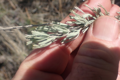 Threetip Sagebrush (Artemisia tripartita)