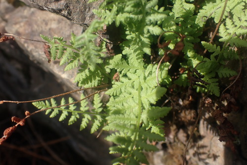 Rocky Mountain woodsia (Woodsia scopulina)