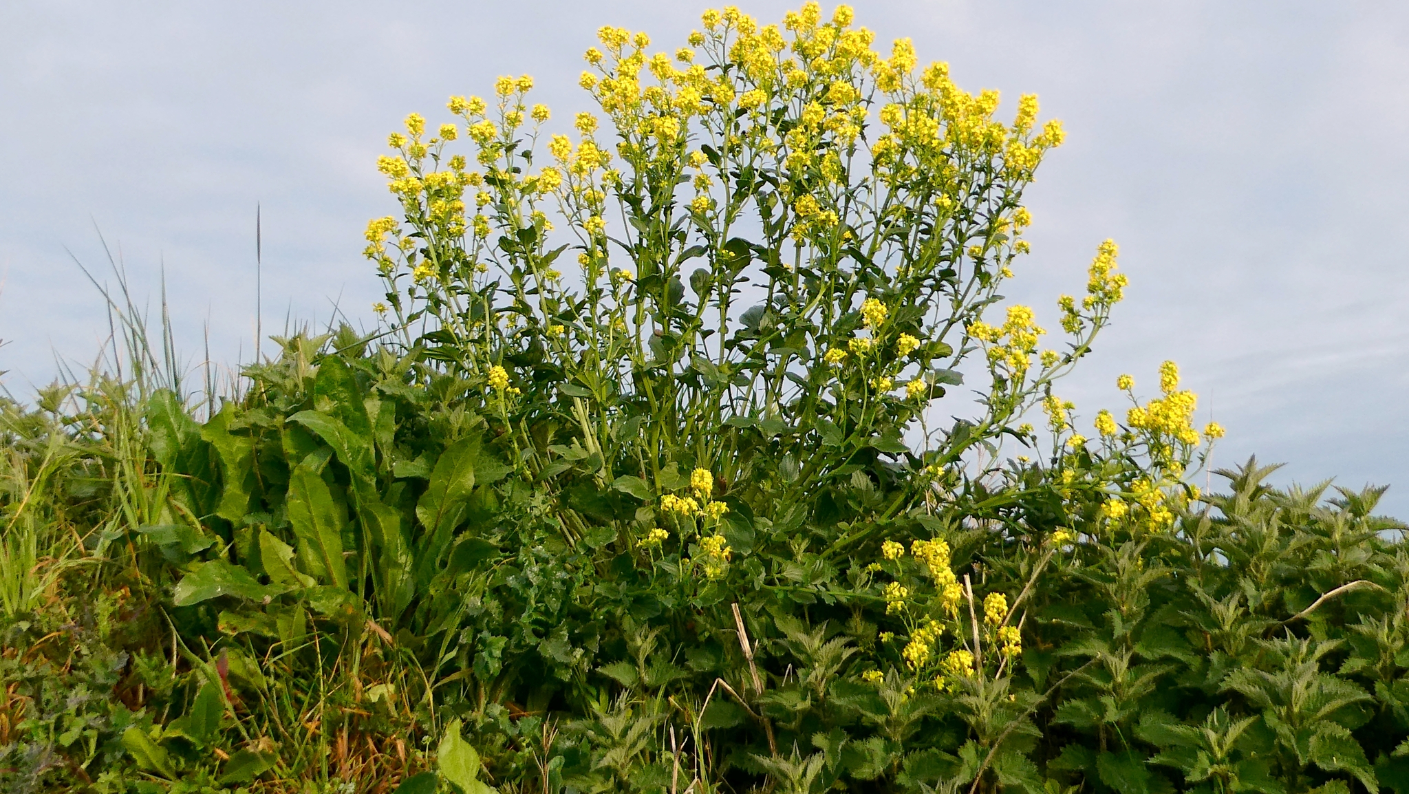 Bitter Wintercress (Barbarea vulgaris)