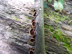 Anthracophyllum