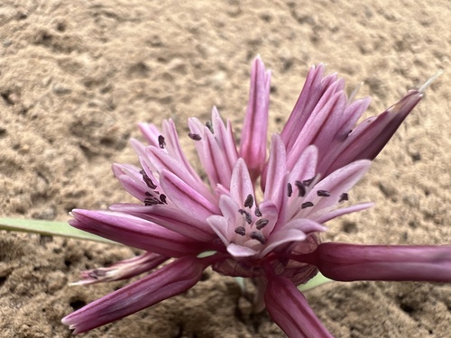 Allium parvum
