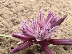 Allium parvum