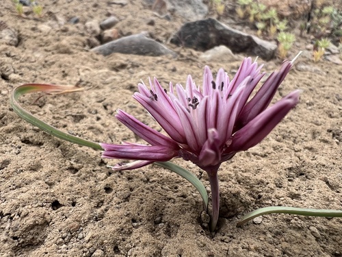 Allium parvum, photograph 1