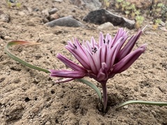 Allium parvum, photograph (c) Steve Matson, some rights reserved (CC BY)