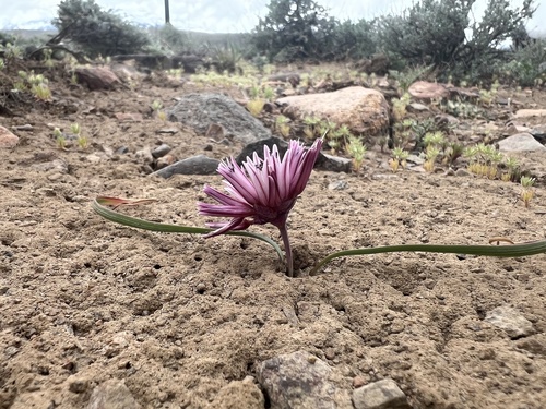Allium parvum, photograph 2