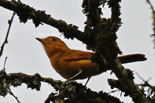 Rufous Mourner (Rhytipterna holerythra), photo 3