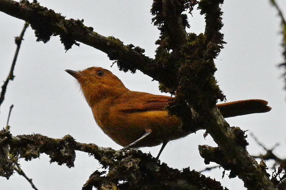 Rufous Mourner (Rhytipterna holerythra), photo 3