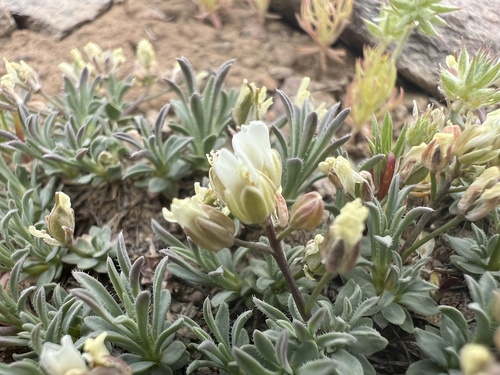 Alkali Cusickiella (Cusickiella douglasii)