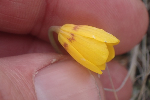 yellow fritillary (Fritillaria pudica)