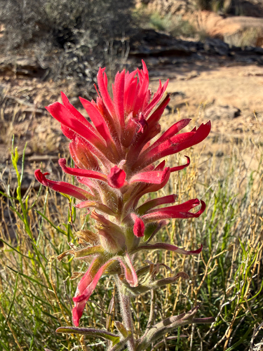Desert Paintbrush (Castilleja chromosa)