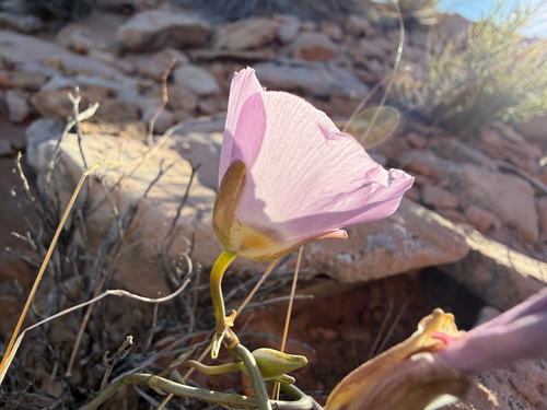winding mariposa lily (Calochortus flexuosus)