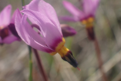 dark-throated shooting star (Primula pauciflora)
