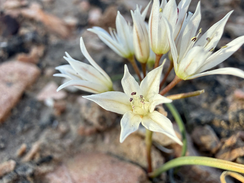 Nevada Onion (Allium nevadense)